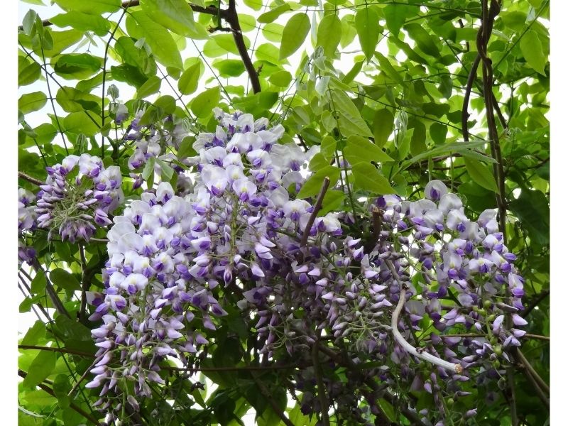 5月の田んぼ道で見かけた藤の花