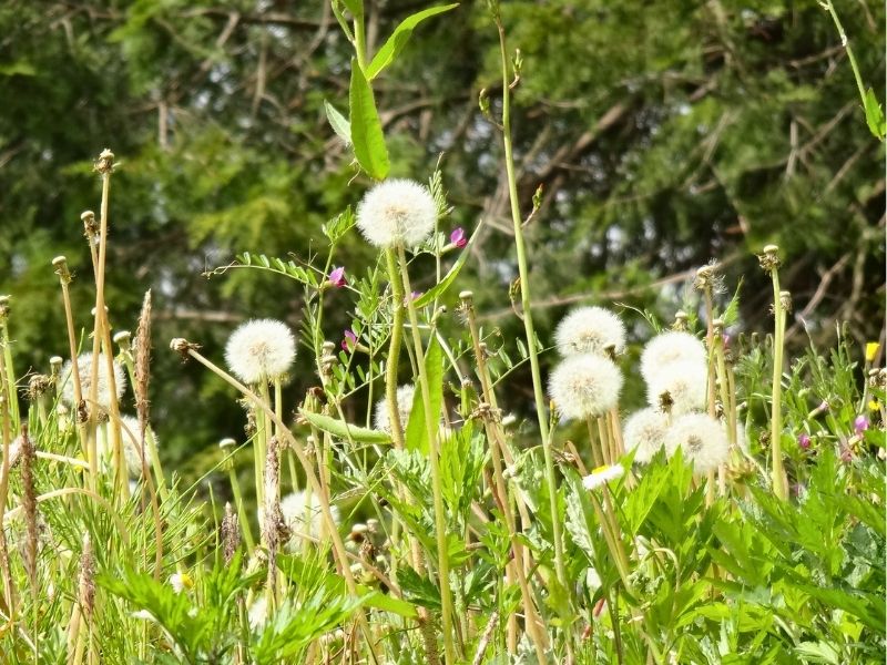 立夏のころに道ばたで見たタンポポの綿毛
