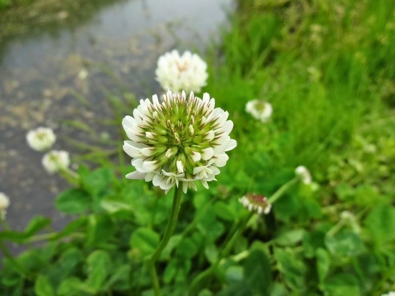 立夏のころに足元で見つけたシロツメクサの白い花
