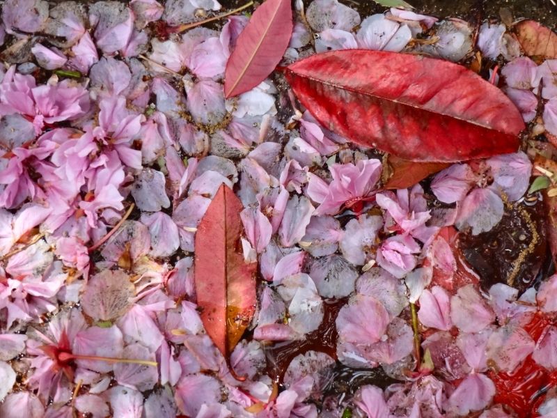 立夏のころに水辺に残っていた桜の花びら
