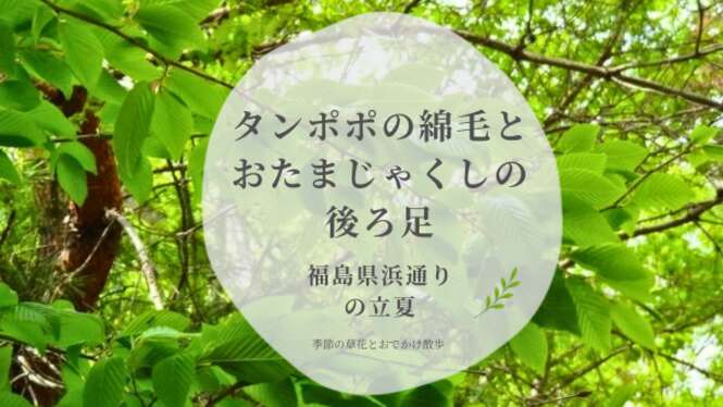 福島県浜通りの立夏、新緑の木々とタンポポの綿毛・おたまじゃくしの記事アイキャッチ