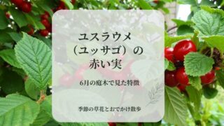 6月に赤い実をつけたユスラウメ（ユッサゴ）の庭木と葉の特徴を示すアイキャッチ画像