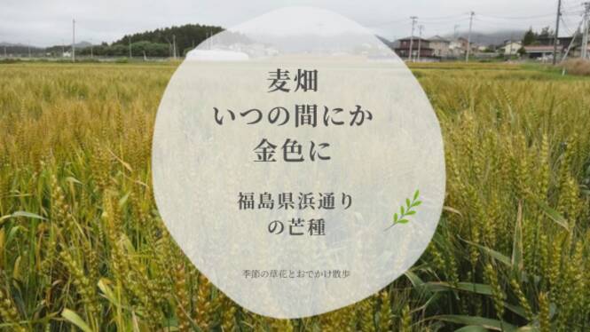 福島県浜通りの芒種、金色に色づいた麦畑の記事アイキャッチ