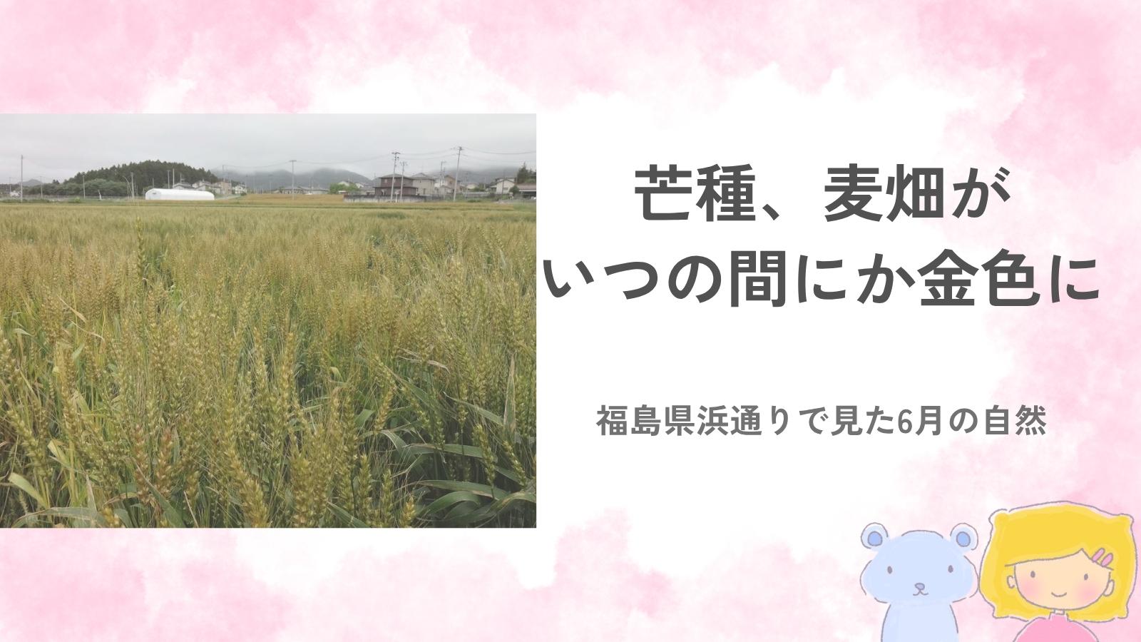 芒種のころ福島県浜通りで見た黄金色の麦畑のアイキャッチ画像