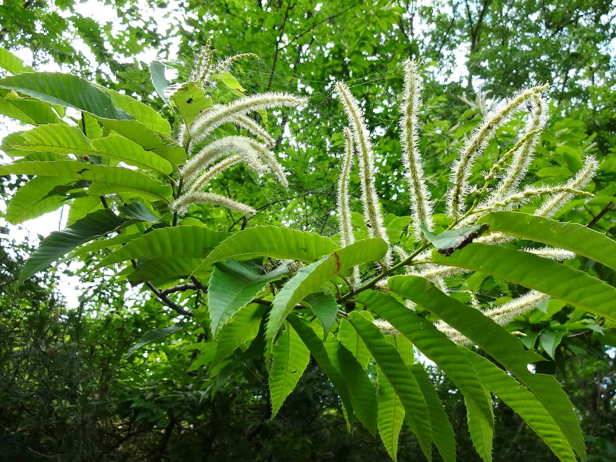 6月の散歩道で漂う独特な香りの正体は？栗の花の時期と特徴を写真で紹介