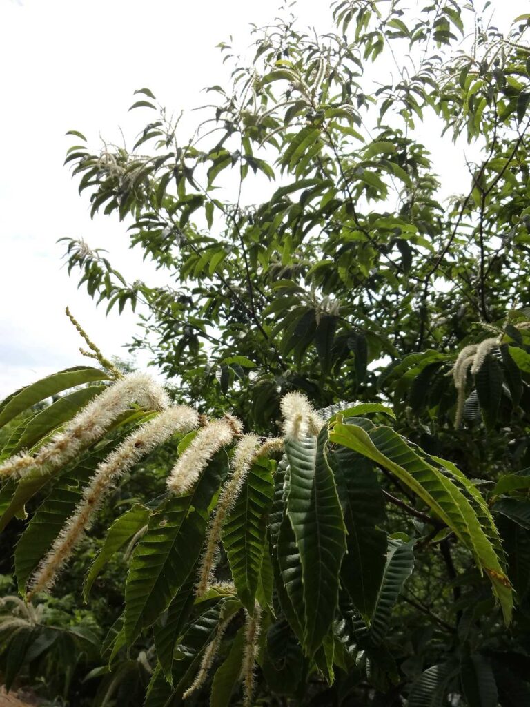 縦構図で撮影した、栗の木の枝から白いブラシのような花がふさふさと垂れ下がっている様子

