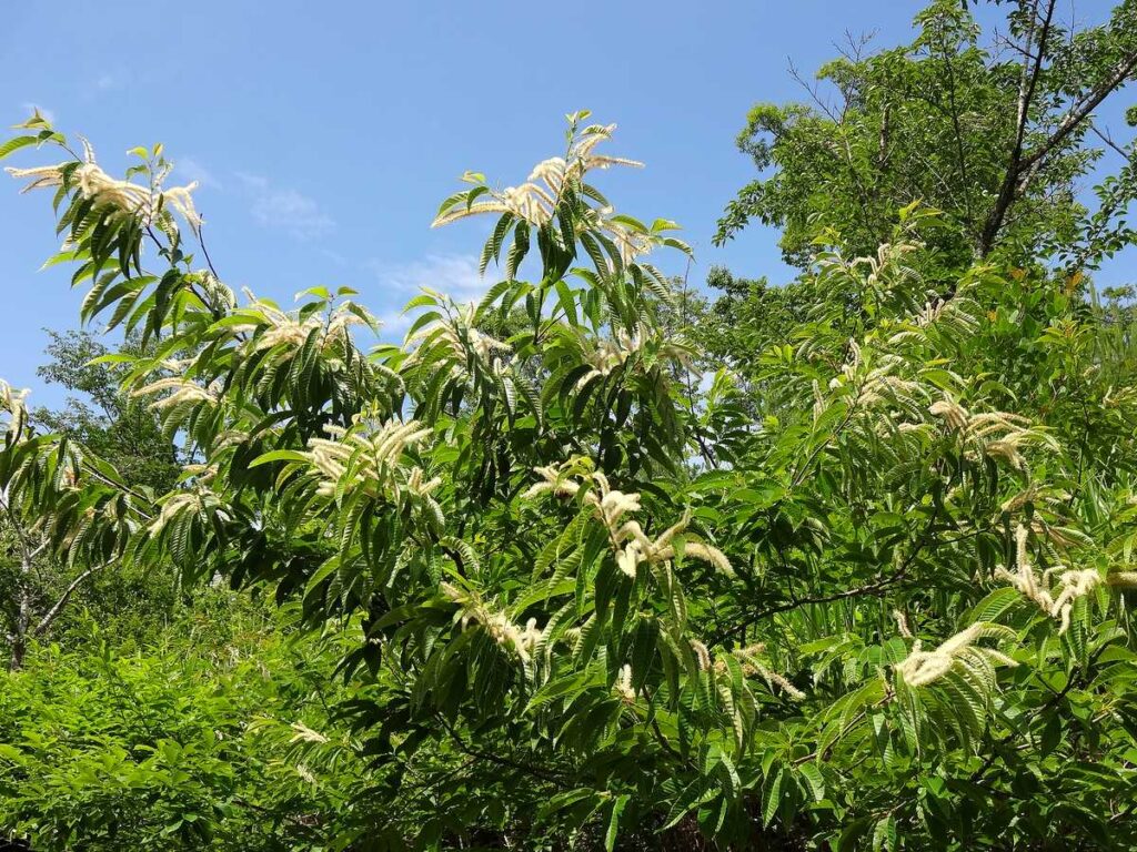 梅雨の晴れ間の青空に向かって、緑の葉と白い栗の花がダイナミックに広がっている初夏の風景
