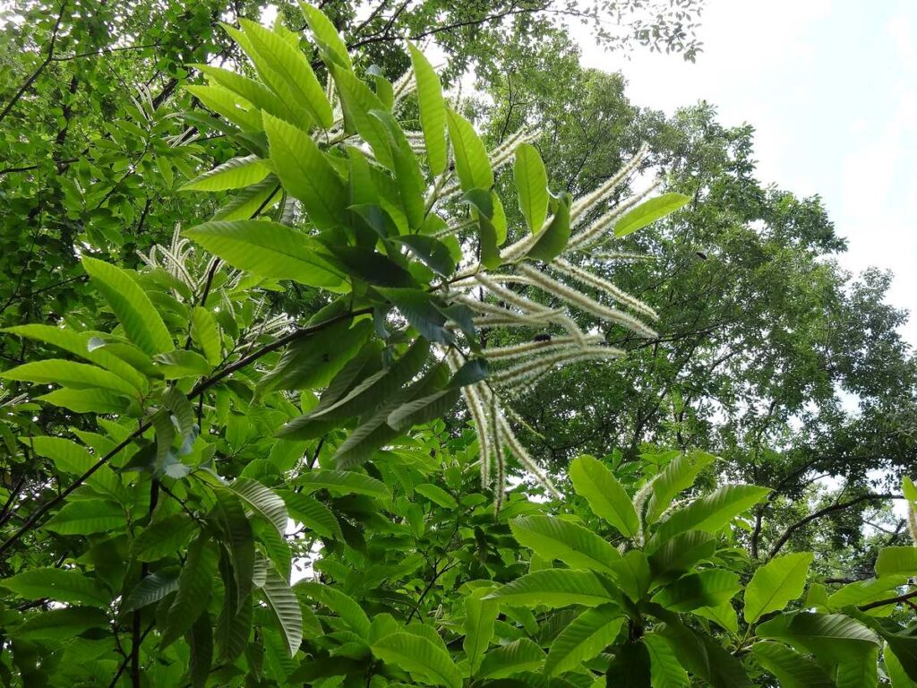 散歩道で木を見上げたアングルから撮影された、生い茂る緑の葉の隙間で白く目立っている栗の花の房
