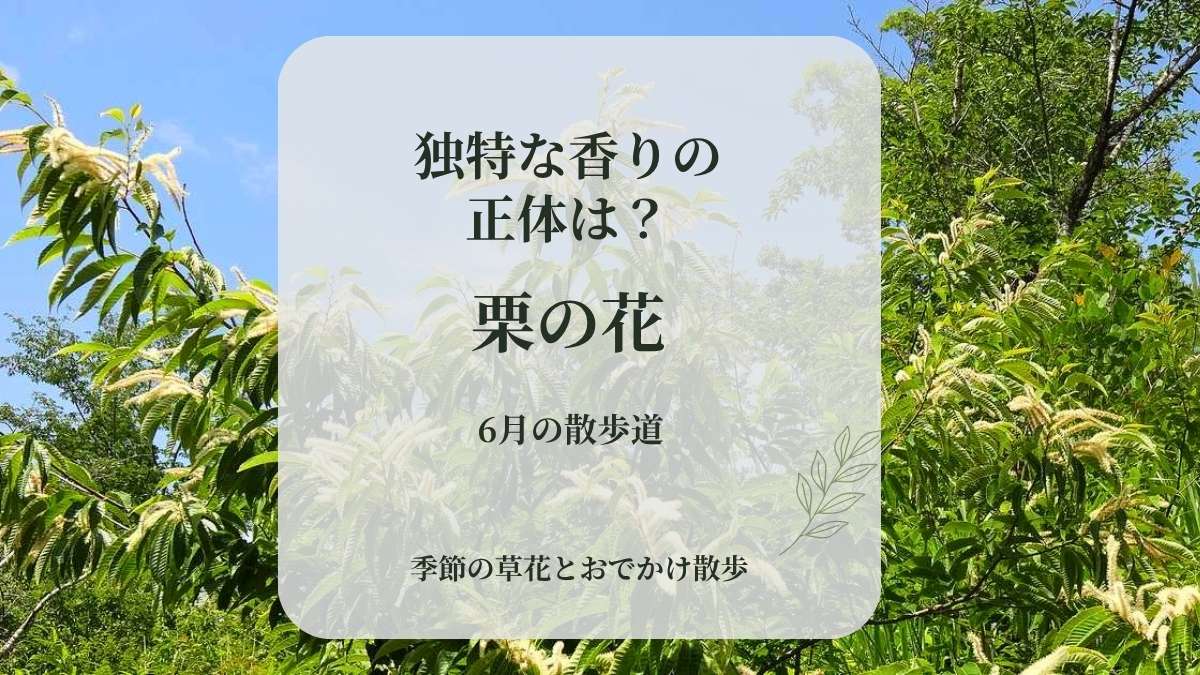 初夏の青空と緑の葉を背景に咲く白い栗の花と、「独特な香りの正体は？ 栗の花 6月の散歩道」という文字が入ったブログのアイキャッチ画像