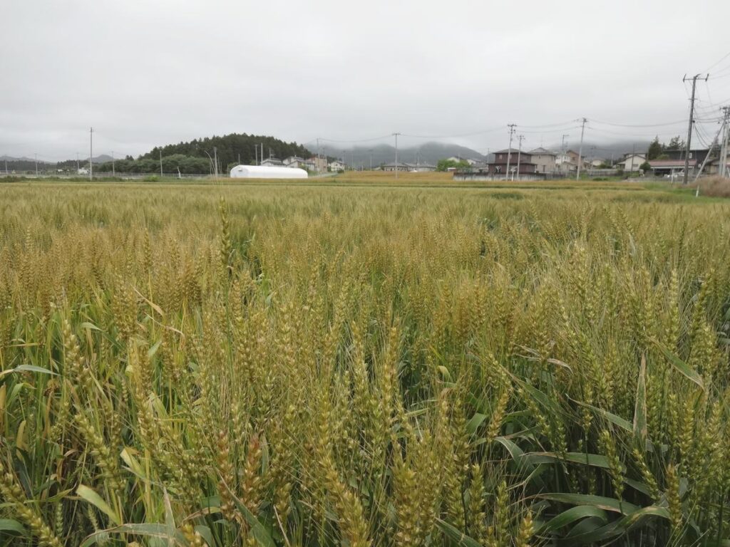 芒種のころ福島県浜通りで見た黄金色の麦畑