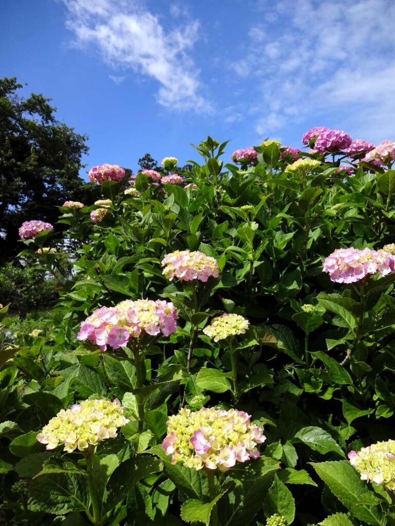 6月の青空の下で咲くアジサイの花