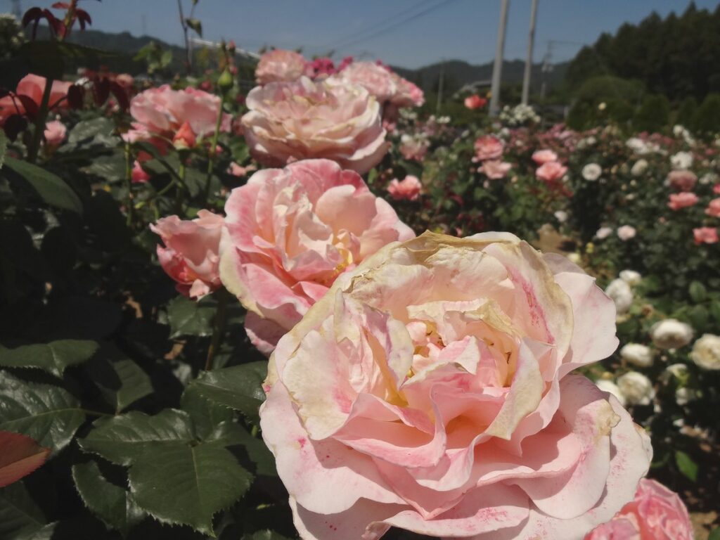 淡いピンクのバラが近くで咲いている写真