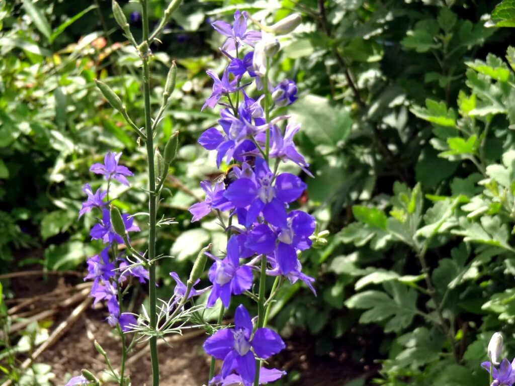 6月の庭で咲く紫色のデルフィニウムの花