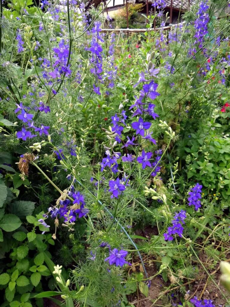 6月の庭で咲く紫色のデルフィニウムの花