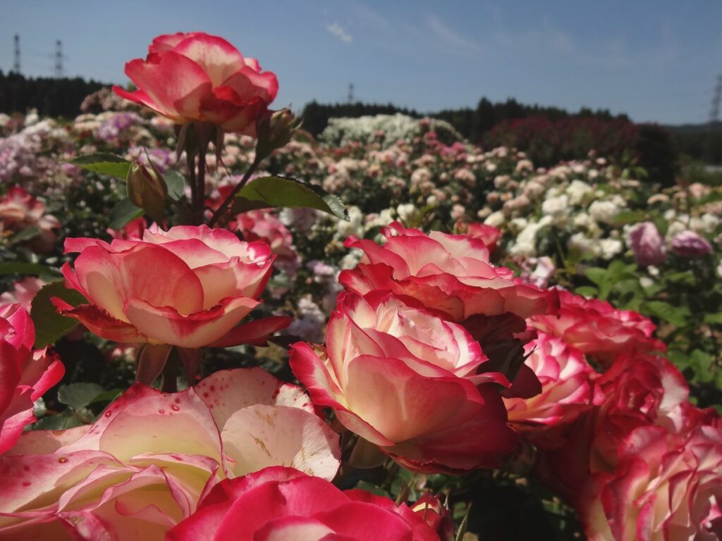 横田バラ園で咲いていた、白やクリーム色の花びらに赤い縁取りのあるバラ
