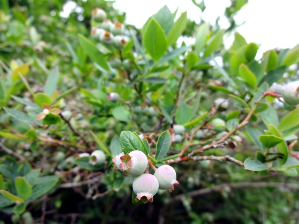 6月の庭木に実る色づく前のブルーベリーの実