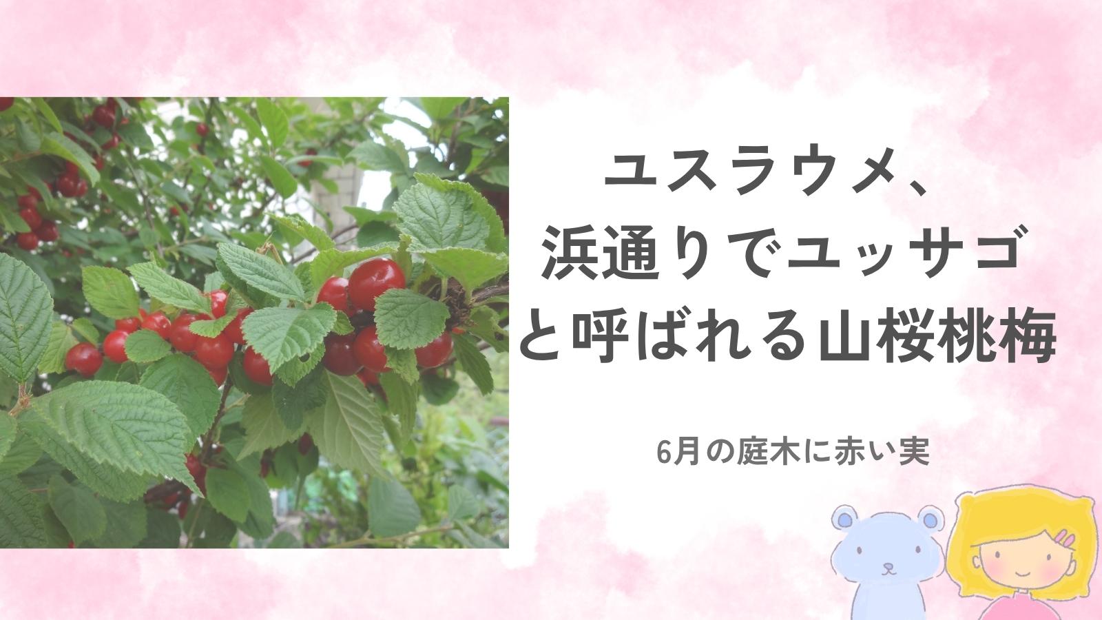 赤い実をつけたユスラウメの写真と、ネリネとソラベアを添えたアイキャッチ画像