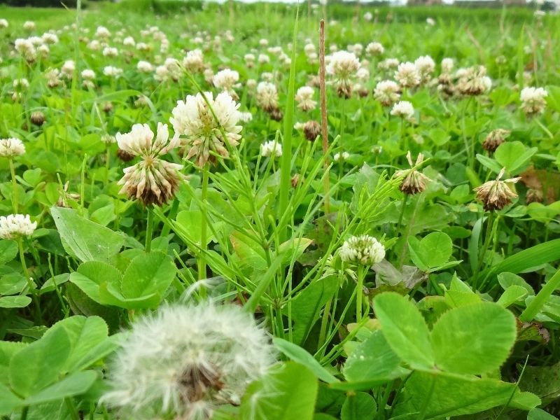 7月の小暑に福島県浜通りで撮影した青々としたクローバーの群生と白いシロツメクサの花
