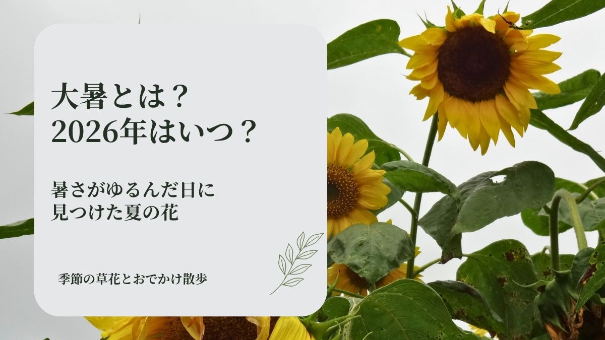 曇り空の下で咲くヒマワリと「大暑とは？2026年はいつ？」の文字を配置したアイキャッチ画像