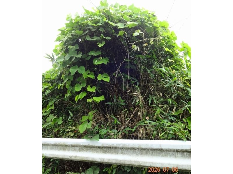  福島の田舎道のガードレールに力強く絡みついて茂る夏の青々としたツル植物