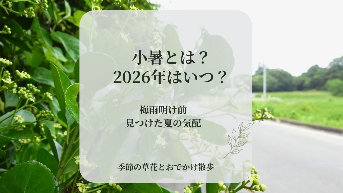 梅雨明け前の田んぼ道で緑の葉と小さなつぼみが茂る小暑の風景