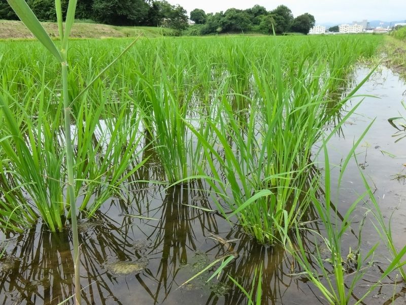 小暑の時期の福島県浜通りに広がる青々とした水田としっかりと根を張った稲の苗
