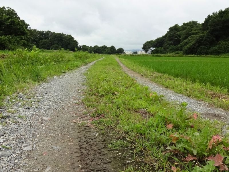 7月上旬の福島県浜通りに広がる、のどかな田んぼのあぜ道と未舗装の田舎道
