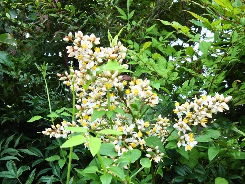 夏の緑の中にひっそりと咲く小さな白い花が密集した植物の様子
