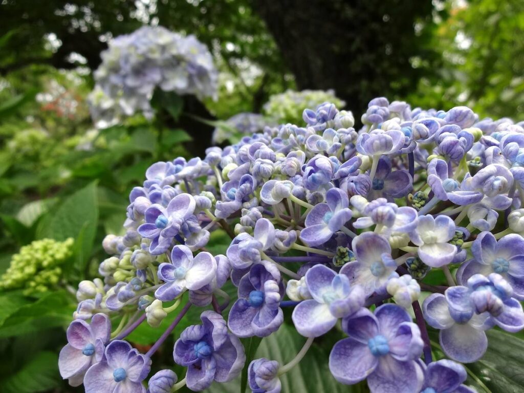 柴田町で咲く紫色のアジサイの花のクローズアップ