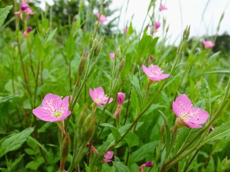  初夏の草むらに咲くピンク色のユウゲショウの花