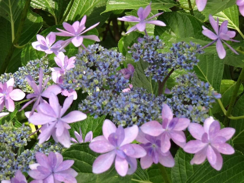 しばた紫陽花まつりで咲く紫色のアジサイ