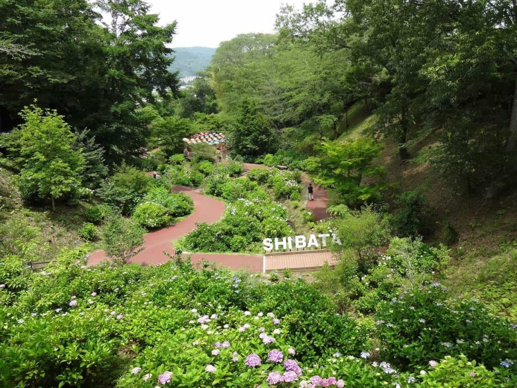 船岡城址公園のあじさい祭り会場の庭園風景
