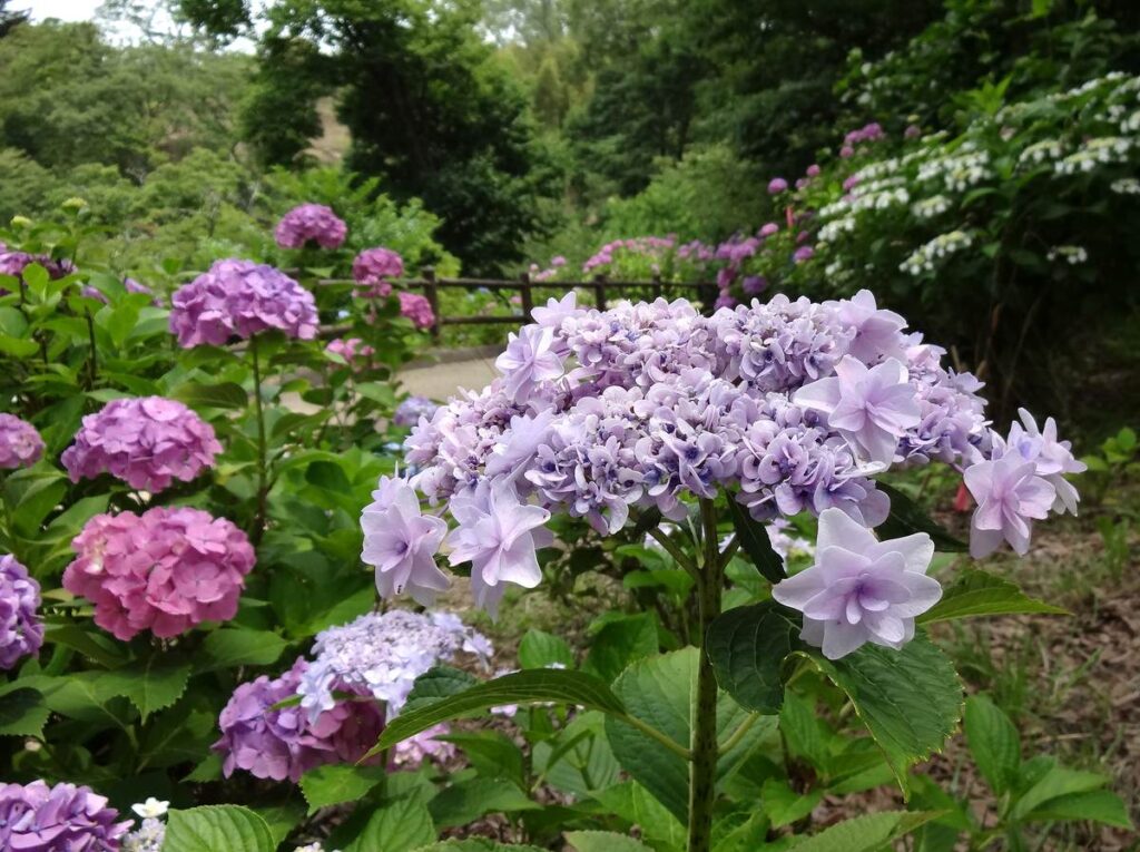 柴田町船岡城址公園の紫陽花まつりで咲く紫陽花の遊歩道