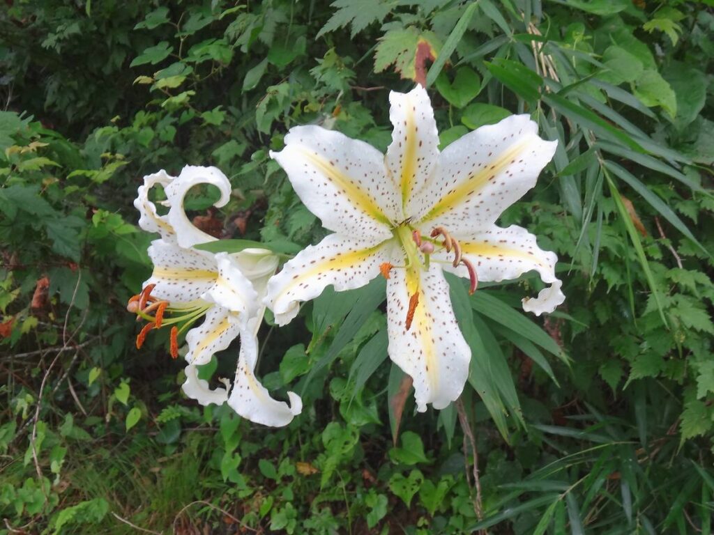 里山の緑の中で複数の花を咲かせるヤマユリを撮影した写真
