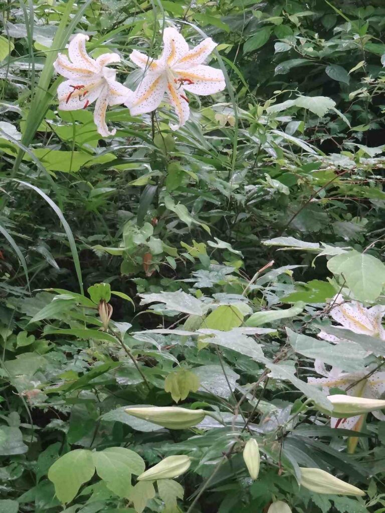 夏の里山で白い大輪の花を咲かせる複数のヤマユリを撮影した画像
