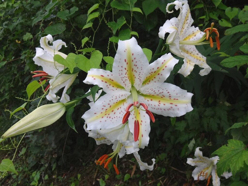 夏の緑の中で、たくさんのヤマユリが咲く様子を撮影した画像