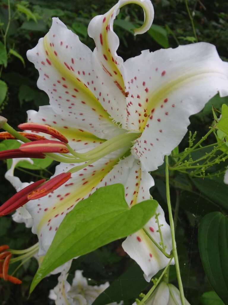 反り返った白い花びらと赤褐色のおしべが見えるヤマユリを撮影した画像

