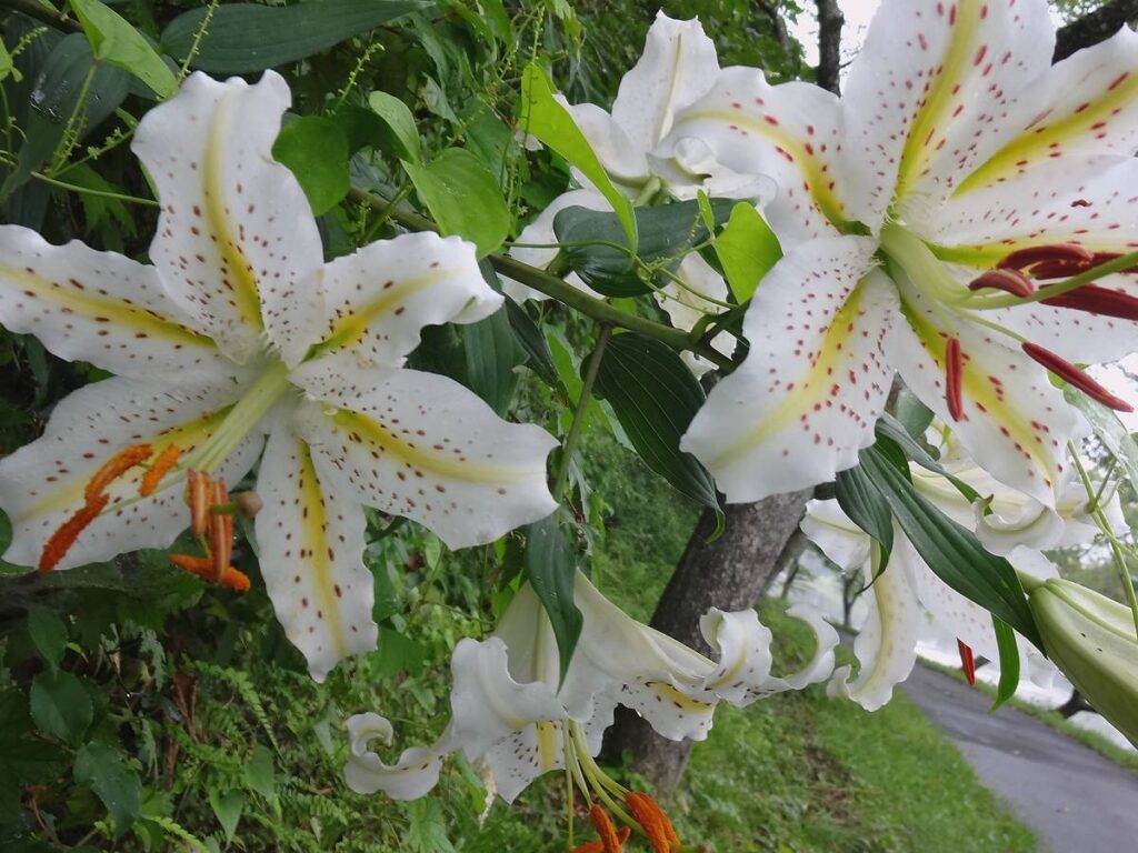 白い花びらに赤褐色の斑点があるヤマユリの花を撮影した画像


