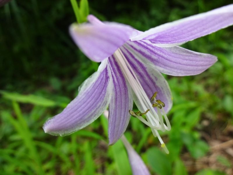 緑の葉の間から咲く淡い紫色のギボウシの花