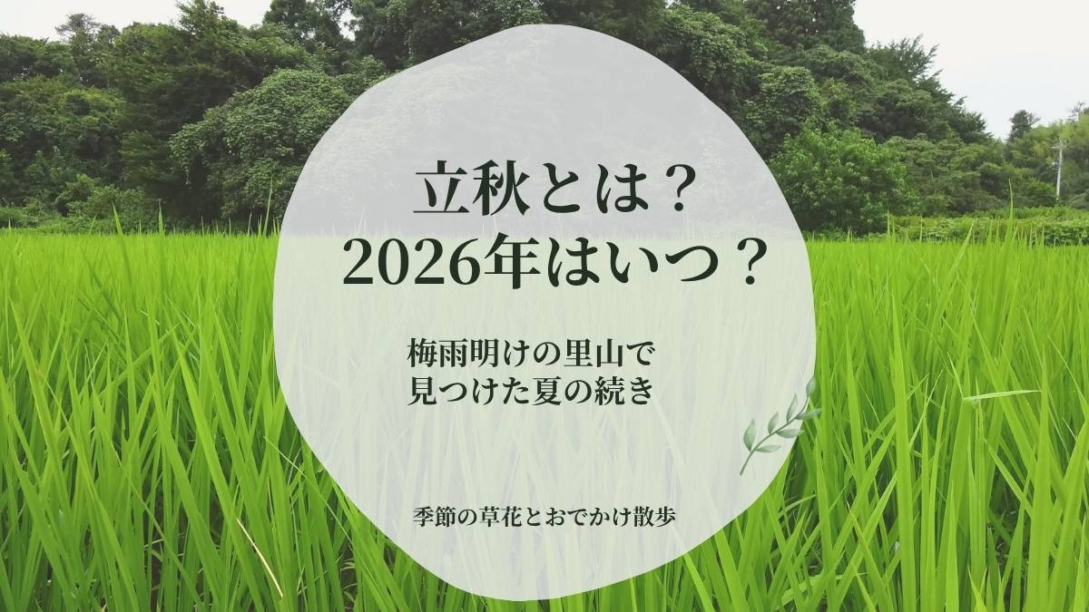 青々とした田んぼを背景に「立秋とは？2026年はいつ？」と書かれたアイキャッチ画像