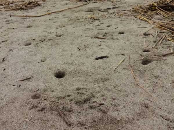 原釜尾浜の砂浜にいくつも開いたカニの巣穴