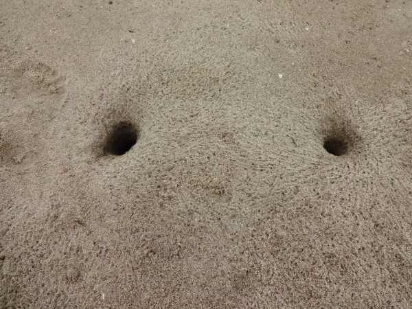 原釜尾浜の砂浜にいくつも開いたカニの巣穴
