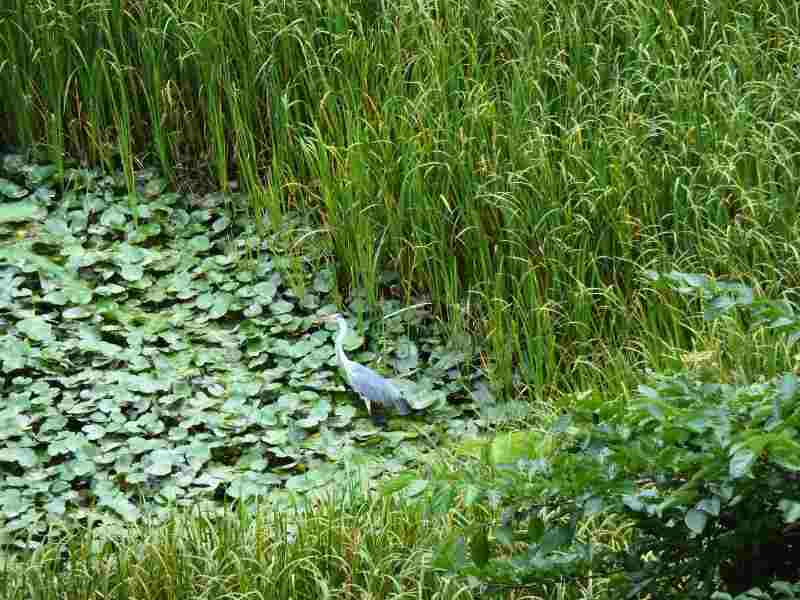 福島県相馬市の馬陵公園の水辺、水草の中に立つアオサギ