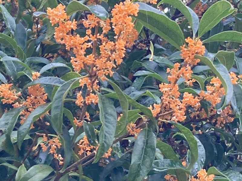 緑の葉の間にまとまって咲くキンモクセイのオレンジ色の花