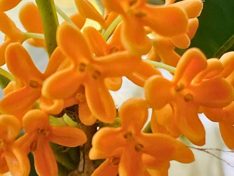 家に飾ったキンモクセイの花を近くから撮影した様子
