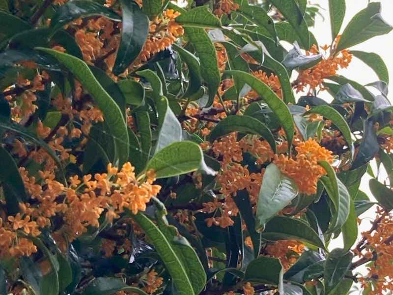 秋分前の9月に咲いていたキンモクセイのオレンジ色の花