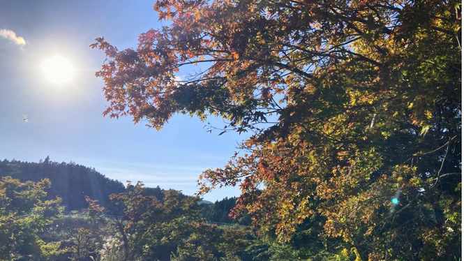 緑、黄色、オレンジ色に色づき始めたもみじの葉と青空