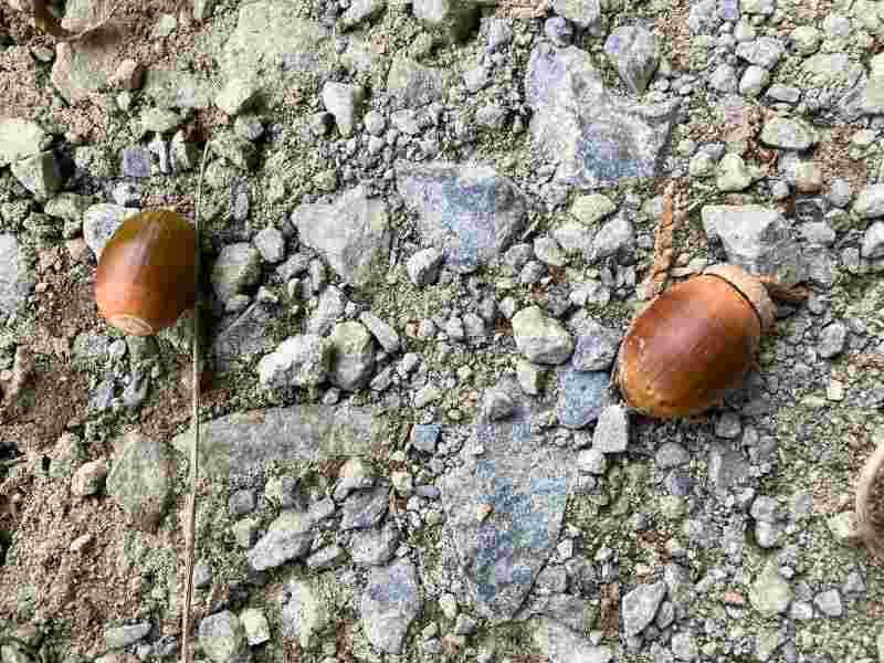 石畳の上に落ちた茶色いドングリの実

