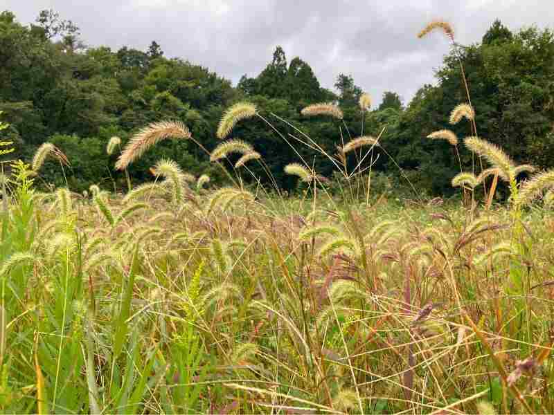 秋の草地に広がるエノコログサの穂