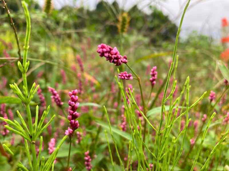 秋の野原に咲くイヌタデの小さな紅色の花穂

